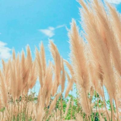 张雪峰社媒曾5次提及猝死